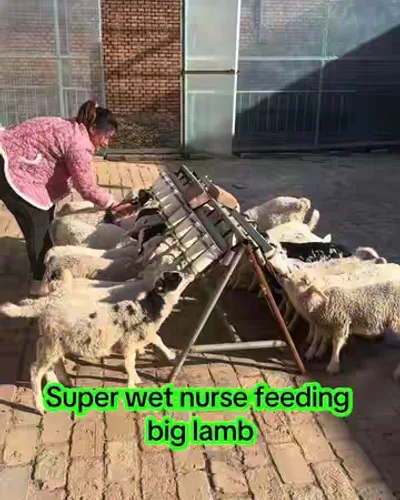 Post by China Feed Factory