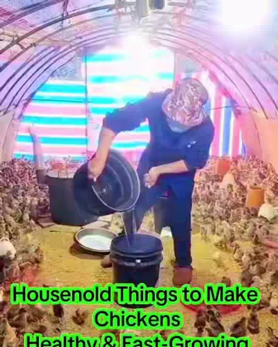 Post by China Feed Factory