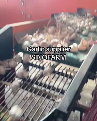 Post by China Garlic Manufacturer