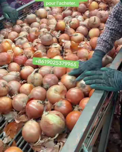 Post by China Garlic Manufacturer